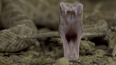 Chaîne National Geographic Wild : Temps forts Mars 2020