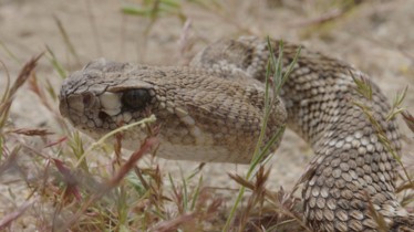 Chaîne National Geographic Wild : Bulletin de programme - Semaine 11