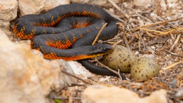 Chaîne National Geographic Wild : Bulletin de programme - Semaine 12