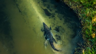 Chaîne National Geographic Wild : Évadez vous vers le plus beau joyaux de la nature,  en suivant le cours d'un des plus grands fleuves du monde.