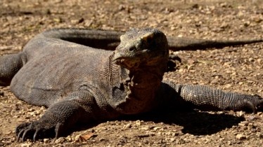 Chaîne National Geographic Wild : Bulletin de programme - Semaine 26