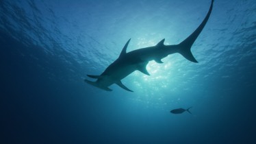 Chaîne National Geographic Wild: Bulletin de programme - Semaine 29