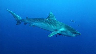 Chaîne National Geographic Wild : A l'occasion du Shark Festival, découvrez un extrait inédit du documentaire "Sur les traces du requin-tigre"