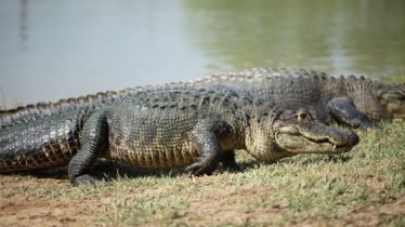 Chaîne National Geographic Wild: Bulletin de programme - Semaine 32