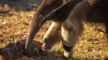 Chaîne National Geographic Wild: Bulletin de programme - Semaine 33