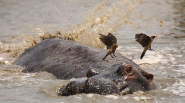 Chaîne National Geographic Wild: Bulletin de programme - Semaine 35