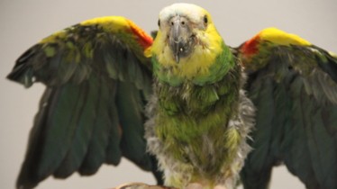 Chaîne National Geographic Wild: Bulletin de programme - Semaine 44