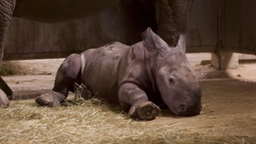 Chaîne National Geographic Wild: Bulletin de programmes - Semaine 51