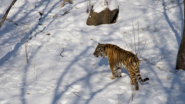 Chaîne National Geographic Wild - Temps forts janvier 2021