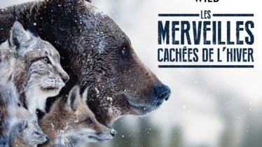 DÉCOUVREZ LA SÉRIE DOCUMENTAIRE « LES MERVEILLES CACHÉES DE L’HIVER » QUI SERA DIFFUSÉE SUR LA CHAÎNE NATIONAL GEOGRAPHIC WILD LE MERCREDI 13 JANVIER 2021 À PARTIR DE 20H45
