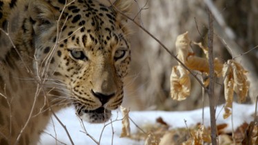 Chaîne National Geographic Wild: Bulletin de programmes - Semaine 2