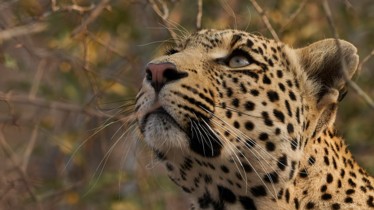 Chaîne National Geographic Wild: Bulletin de programmes - Semaine 4