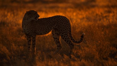 La série documentaire « Le Royaume Sauvage » revient pour une quatrième saison inédite sur National Geographic Wild