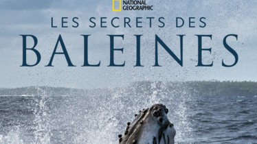 Pour la première fois, un bébé cachalot filmé en train de têter