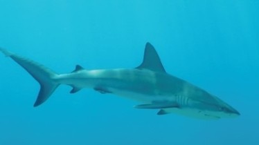 Chaîne National Geographic Wild - Temps forts juin 2021