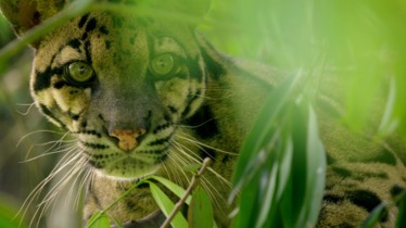 Cet été sur National Geographic Wild, voyagez chaque mardi au coeur de l'Afrique et de l'Asie