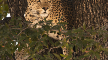 Chaîne National Geographic Wild - Temps forts Septembre 2021