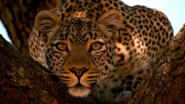 A la rentrée, une programmation spéciale félins vous attend sur la chaîne National Geographic Wild
