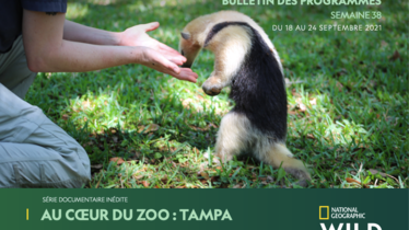 Chaîne National Geographic Wild - Bulletin des programmes semaine 38
