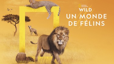 Découvrez un extrait de la programmation spéciale "Un monde de félins" diffusée chaque mercredi de septembre sur la chaîne National Geographic Wild