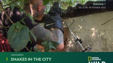 Chaîne National Geographic Wild - Bulletin des programmes semaine 7 - du 12 au 18 février