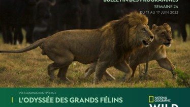 Chaîne National Geographic Wild - Bulletin des programmes semaine 24 - du 11 au 17 juin