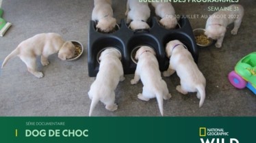 Chaîne National Geographic Wild - Bulletin des programmes semaine 31 - du 30 juillet au 5 août