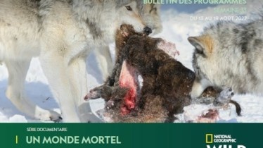 Chaîne National Geographic Wild - Bulletin des programmes semaine 33 - du 13 au 19 août