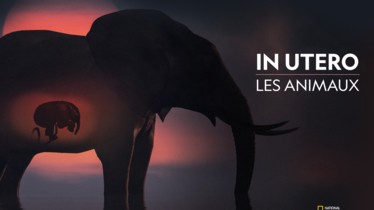 La chaîne National Geographic Wild lève le voile sur les naissances dans le monde animal dans la série « In Utero : les animaux » à découvrir le mercredi 2 novembre à 18h20