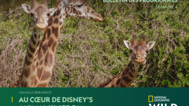 Chaîne National Geographic Wild - Bulletin des programmes semaine 4 - du 21 au 27 janvier
