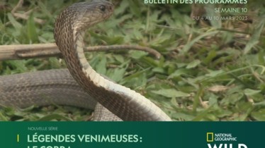 Chaîne National Geographic Wild - Bulletin des programmes semaine 10 - du 4 au 10 mars