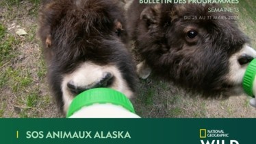 Chaîne National Geographic Wild - Bulletin des programmes semaine 13 - du 25 au 31 mars