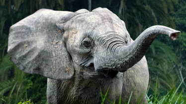 Le documentaire National Geographic « LES SECRETS DES ÉLÉPHANTS » de James Cameron sera disponible dès le 22 avril sur Disney+
