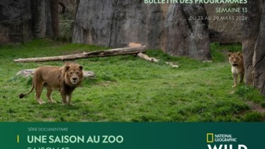 Chaîne National Geographic Wild - Bulletin des programmes semaine 13 - du 23 mars au 29 mars