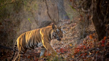 LE NOUVEAU LONG-MÉTRAGE DISNEYNATURE TIGRES SERA DISPONIBLE DÈS LE 22 AVRIL SUR DISNEY+