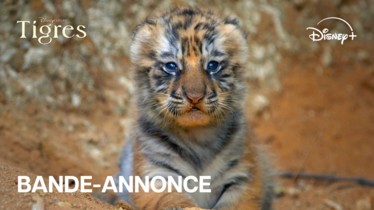 TIGRES | Une bande-annonce et une affiche pour le nouveau film Disneynature de Disney+