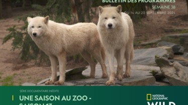 Chaîne National Geographic Wild - Bulletin des programmes semaine 38 - du 14 au 20 septembre