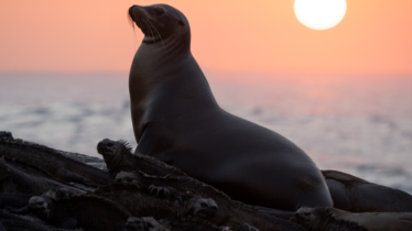 OTARIES DES GALÁPAGOS| Le nouveau film Disneynature sera proposé sur Disney+ pour fêter la Journée de la Terre