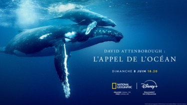 « DAVID ATTENBOROUGH : L’APPEL DE L’OCÉAN » | SORTIRA LE 8 JUIN SUR NATIONAL GEOGRAPHIC ET DISNEY+ DANS LE CADRE DE LA JOURNÉE MONDIALE DES OCÉANS