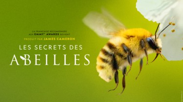 LE SECRET DES ABEILLES I LA NOUVELLE SÉRIE DOCUMENTAIRE NATIONAL GEOGRAPHIC MENÉE PAR L’EXPLORATEUR MULTI-RÉCOMPENSÉ BERTIE GREGORY SE DÉVOILE DANS UNE BANDE-ANNONCE OFFICIELLE