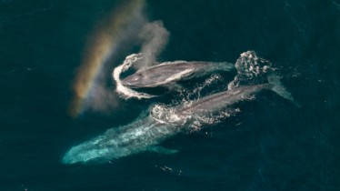 « EXPÉDITION : SAUVER NOS OCÉANS » I DES EXPLORATEURS NATIONAL GEOGRAPHIC PARTENT À LA DÉCOUVERTE DES MERVEILLES DES GRANDS FONDS ET DE SOLUTIONS INNOVANTES POUR PRÉSERVER LES OCÉANS