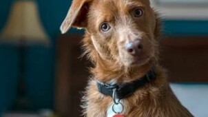Visuel chien médaillon SPA Generali