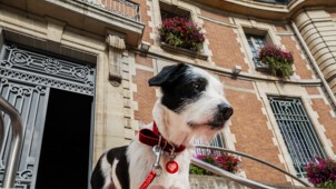 GENERALI_URBAN DOGGY FIT_GAINAGE.jpg