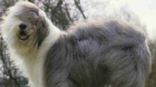 Innovation assurance santé pour les chiens et les chats