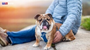 Votre chien est trop gros ? Une campagne de fitness lancée pour le faire bouger en ville