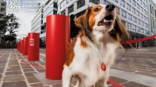 Votre chien est trop gros ? Avec "Urban Doggy Fit", la SPA veut lui faire faire des squats et du gainage