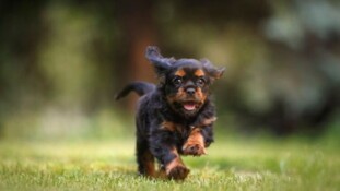 Du fitness pour les toutous trop gros ! Découvrez cette campagne pour faire bouger les chiens (et leurs maîtres) ayant des kilos en trop