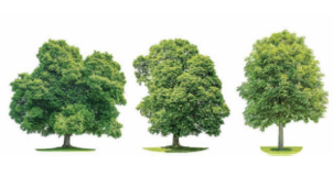 Assurance-vie : Generali propose une solution d’investissement innovante qui soutient 4 projets forestiers français sélectionnés auprès de Reforest’Action