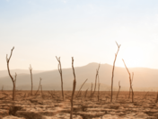 Assurance-vie : une épargne dangereuse pour le climat ?