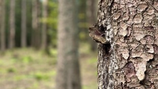 "Forêts françaises, en quête d'avenir" sur Public Sénat